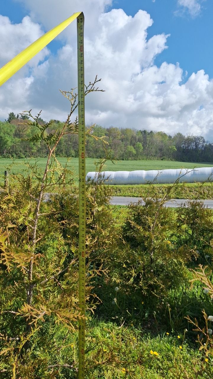 Thuja Green Giant Trees